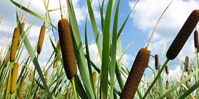 Image of cattails in field
